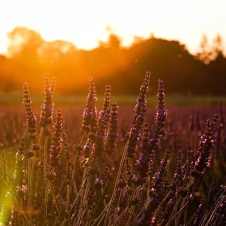 فندق De L'escargot D'or ديوليفي